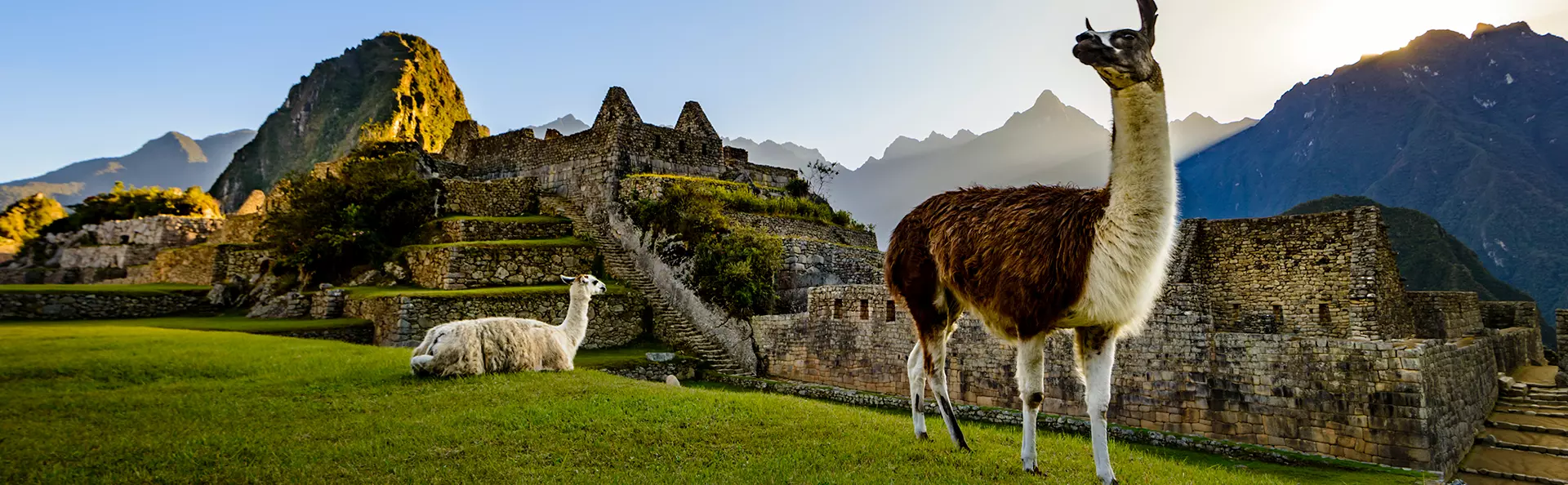 Two llamas relaxing at Machu Picchu