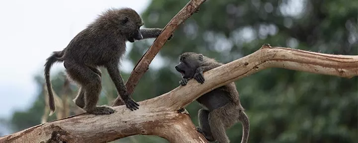 Monkeys playing in a tree