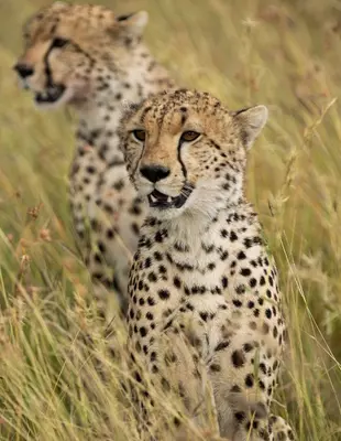 Cheetah on the savannah in Tanzania