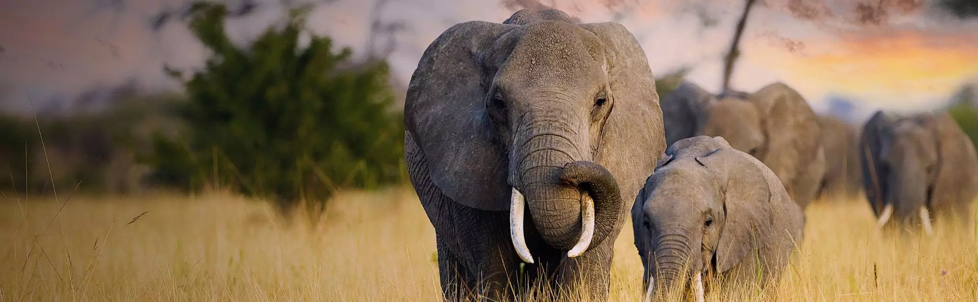 Africa Safari Holidays