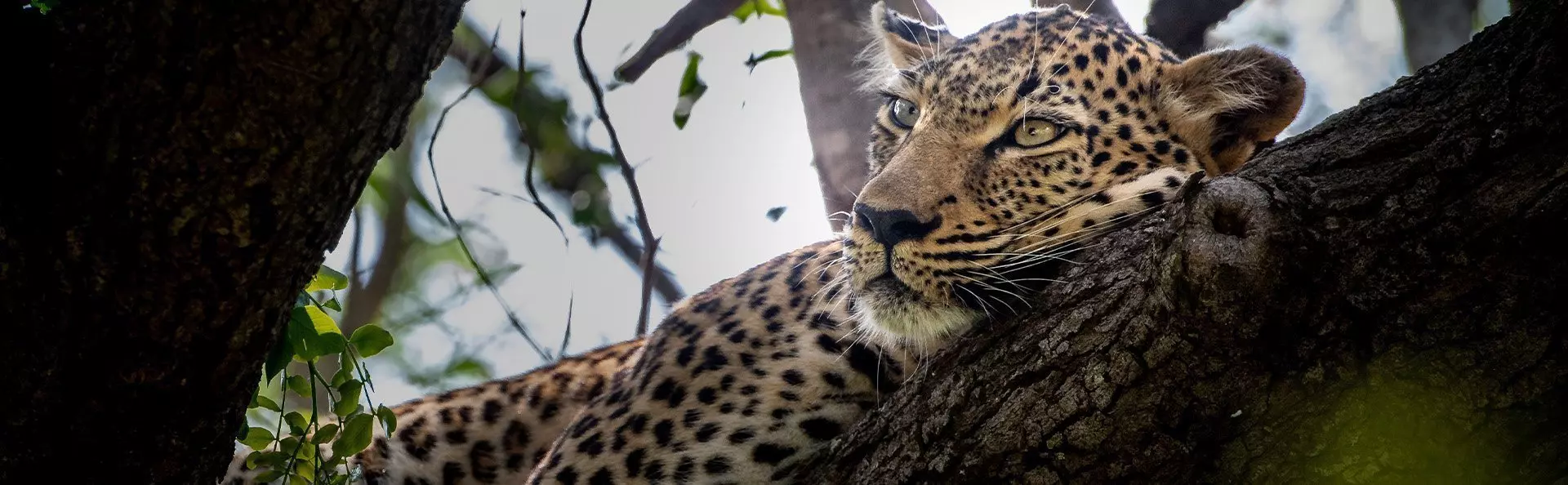 Leopard sleeping in a tree in Kapama Private Game Reserve in South Africa