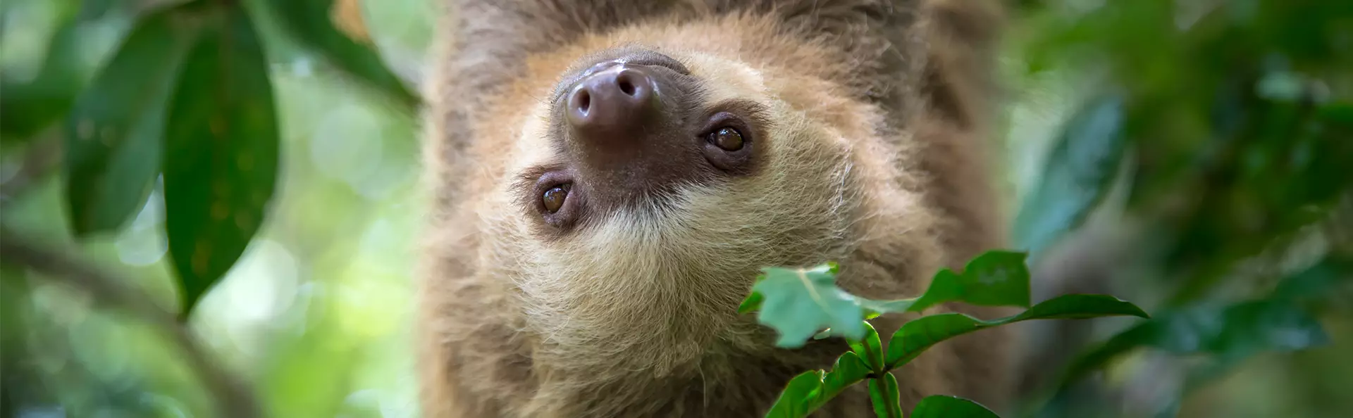 Two-toed sloth hanging from a tree in the jungle of Costa Rica