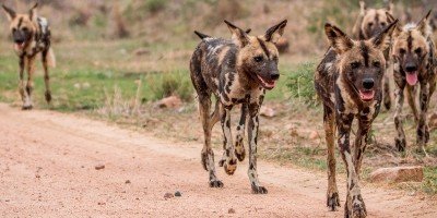 Wild dogs in Kruger National Park