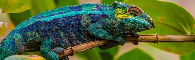 Chameleon in Andasibe National Park in Madagascar