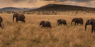 Elephants walk into the sunset on the Masai Mara