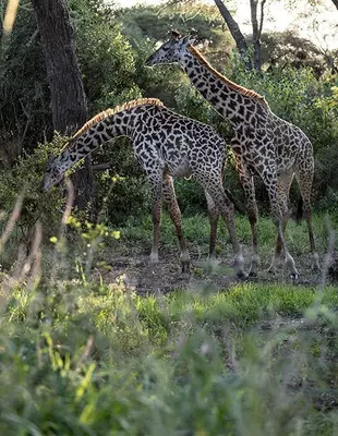 Giraffes in green landscape in Tanzania