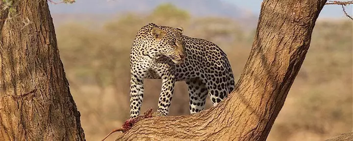 Leopard in a tree in Samburu, Kenya