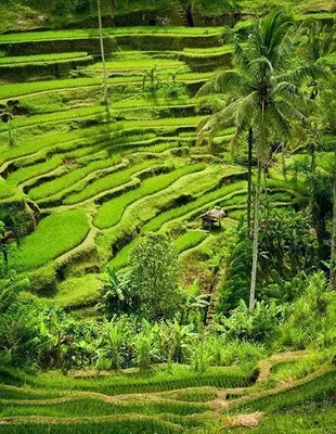 Green rice fields in Indonesia