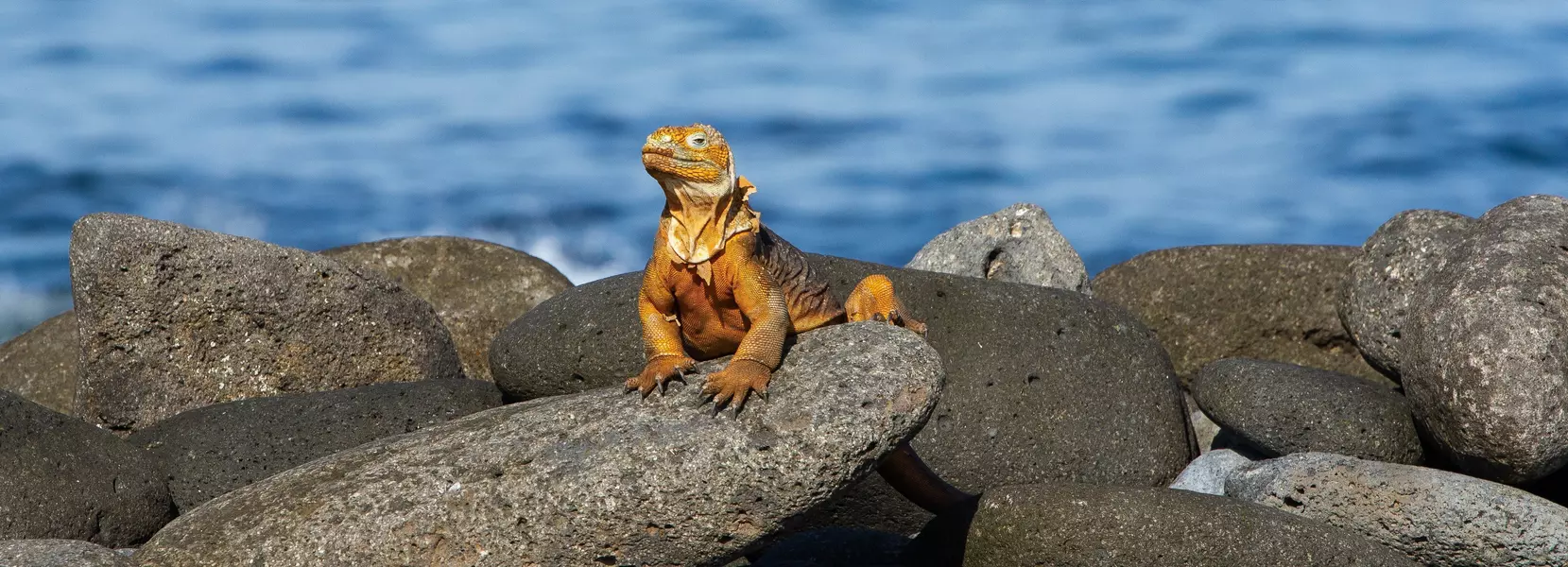 Sea iguana in the Galapagos Islands