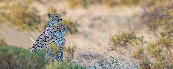 Cheetah with cubs in Samburu
