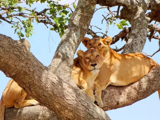 See tree-climbing lions in Lake Manyara National Park
