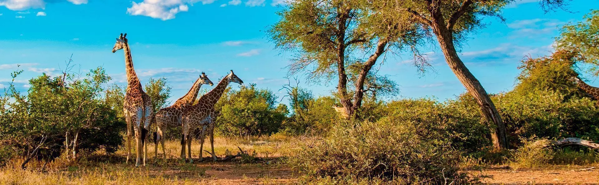 Giraffes in Kruger National Park