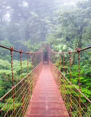 Hanging bridge in the Monteverde rainforest