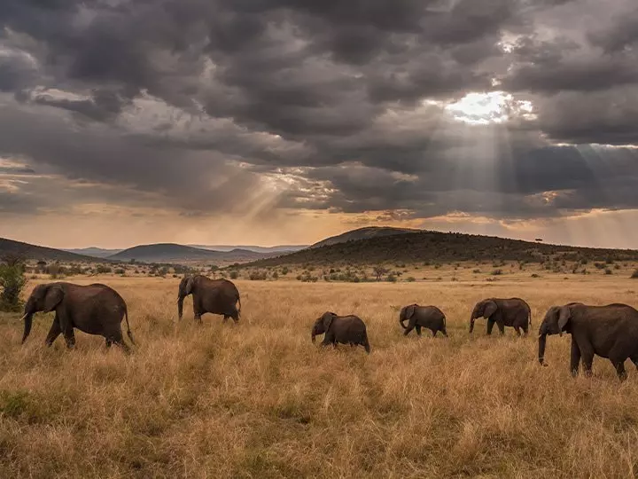 Elephants walk into the sunset on the Masai Mara
