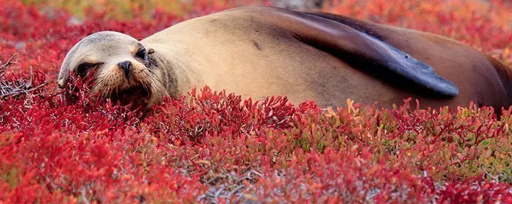 Galapagos sea lion resting on a bed of red Sesuvium, South Plaza Island, Galapagos