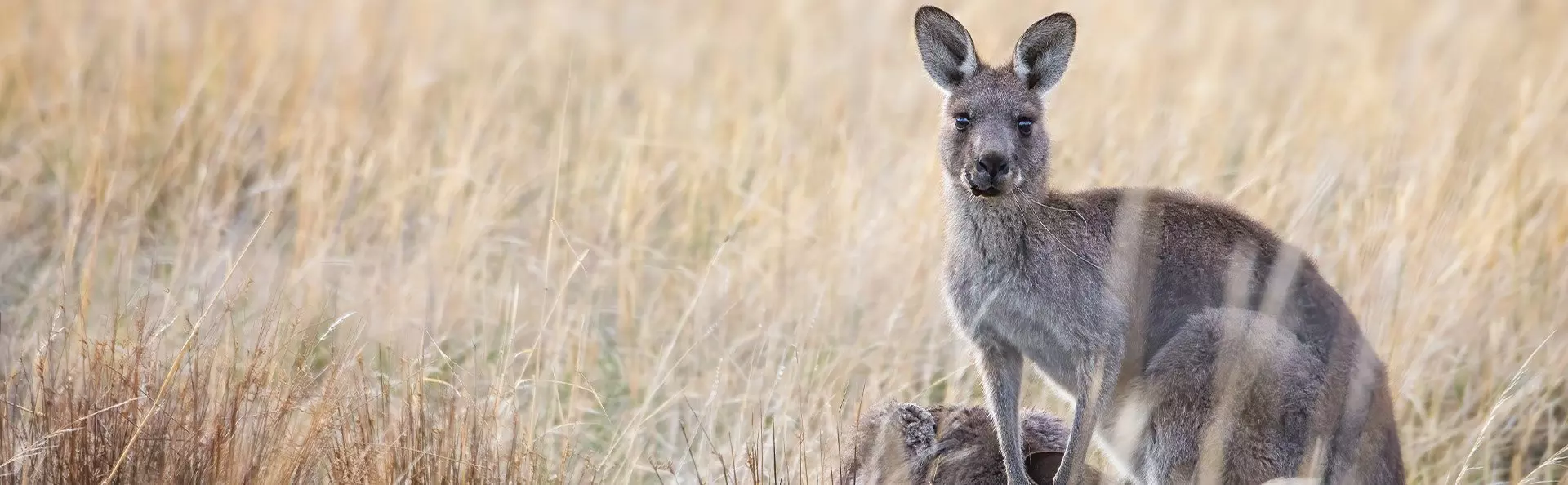 Kangaroo in the grass in Australia