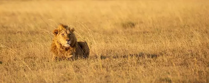 Lion in the Serengeti