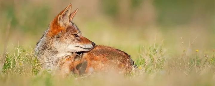 Fox lying in the grass in Kariega Game Reserve