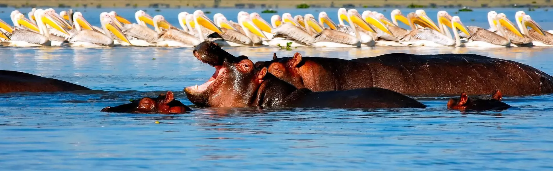 Hippos and pelicans in Lake Naivasha