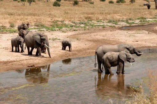Elephants in Tarangire National Park