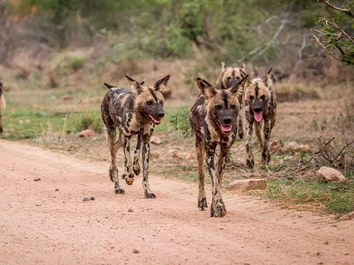 Wild dogs in Kruger National Park