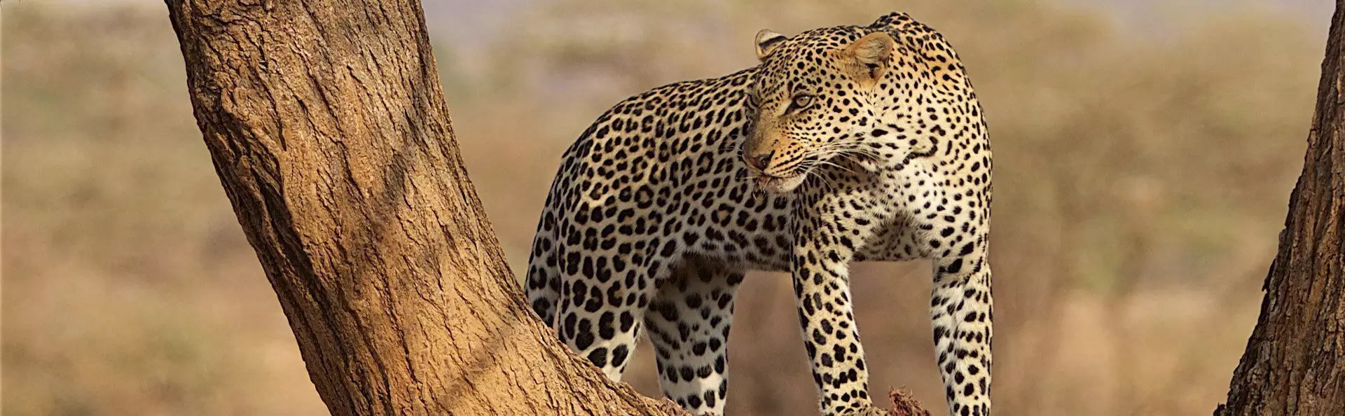 Leopard in a tree in Samburu, Kenya