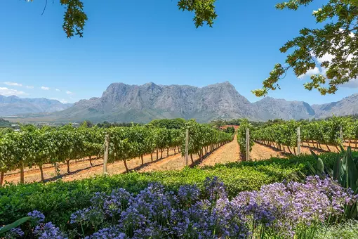 Rows of vines in the winelands outside Cape Town