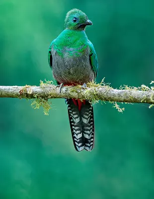 Quetzal bird standing in tree in Costa Rica