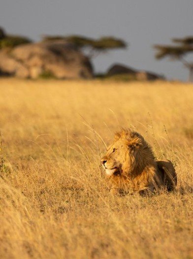 pacchetto safari tanzania zanzibar