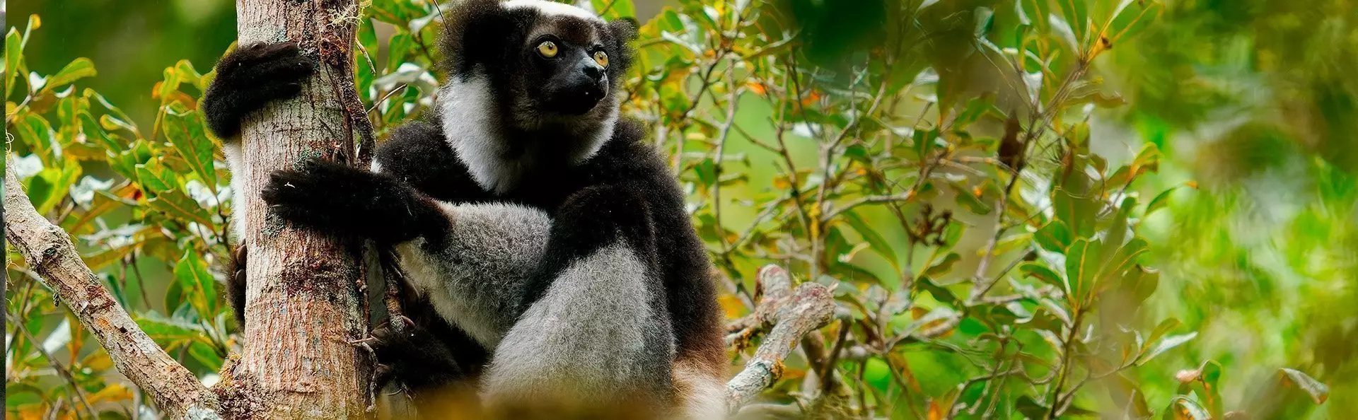 Indri lemur in Andasibe-Mantadia National Park in Madagascar