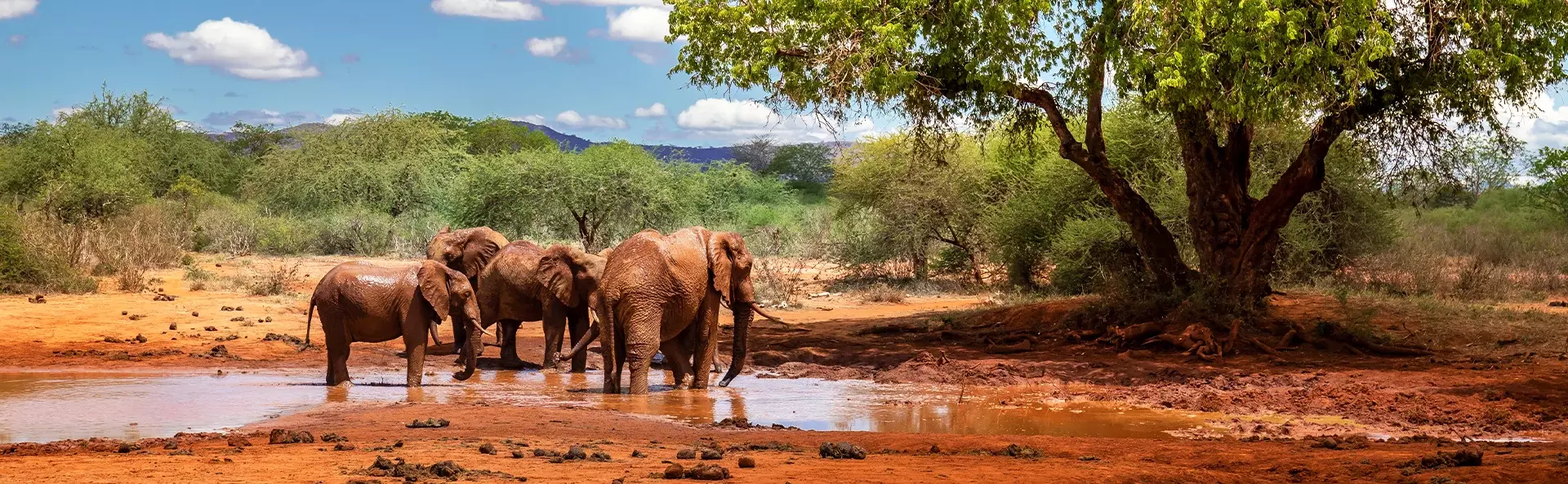 Elephants at a waterhole in Tsavo National Park, Kenya