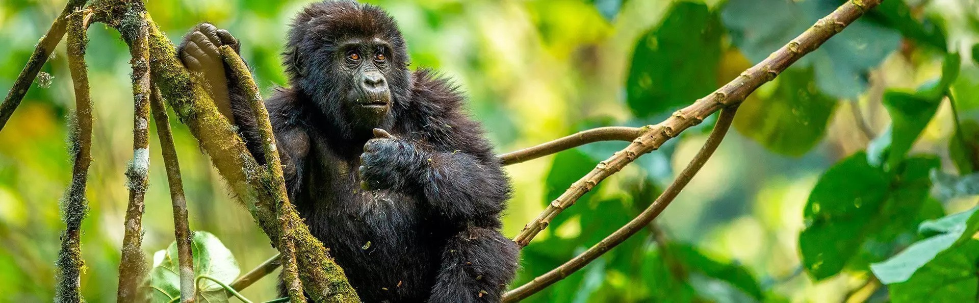 Baby gorilla in a tree in the jungle