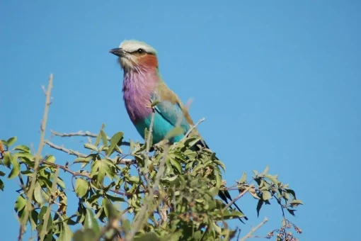 See the European Roller in Chobe National Park