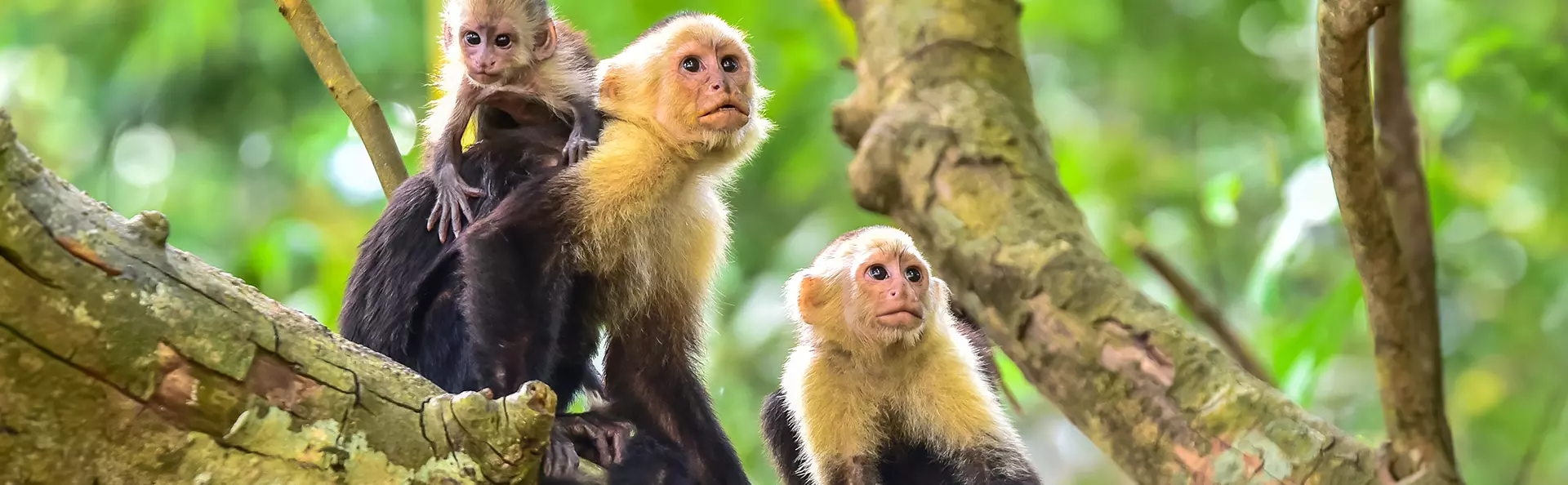 Two capuchin monkeys with babies on a branch in a tree
