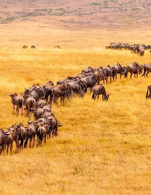 Wildebeest walking on the savannah