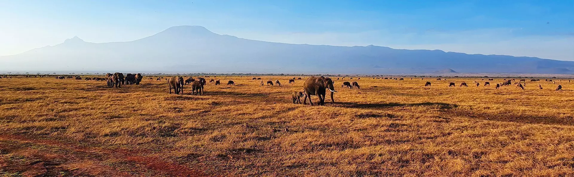 Elephants walking in line in Amboseli with Kilimanjaro behind them