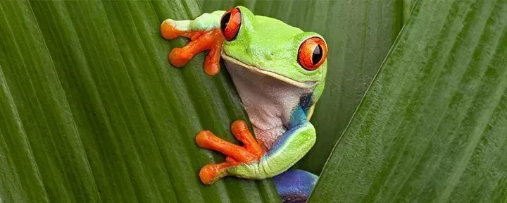 Red-eyed tree frog hiding in green leaves in the rainforest, Costa Rica