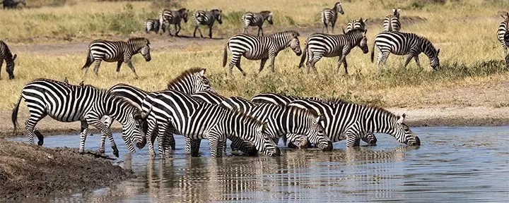 Zebras drinking by river in Tarangire National Park, Tanzania