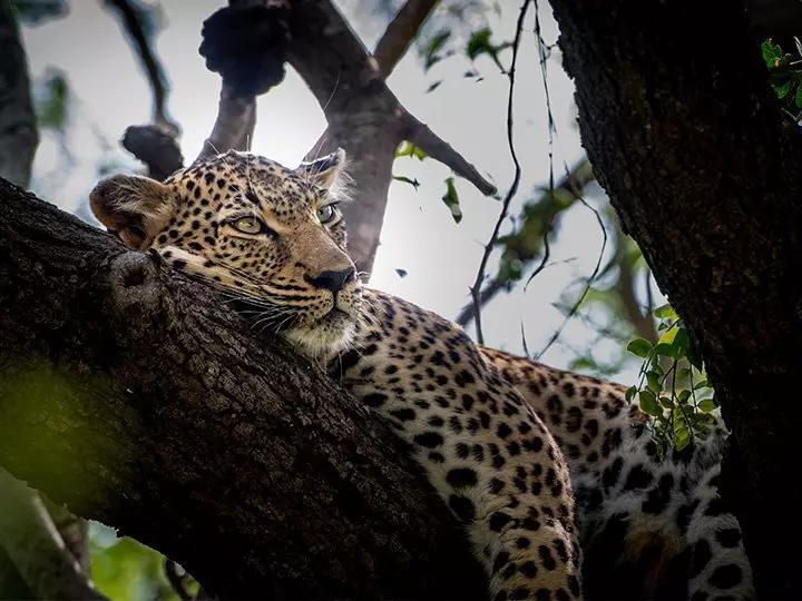 Leopard sleeping in a tree in Kapama Private Game Reserve in South Africa