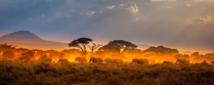 Herd of elephants walking at sunset in the Masai Mara