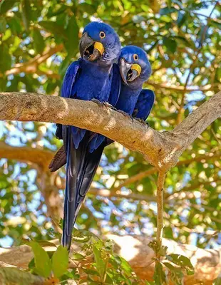 Two hyacinth macaws in the trees of the Brazilian rainforest