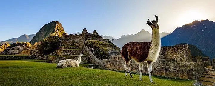 Two llamas relaxing at Machu Picchu