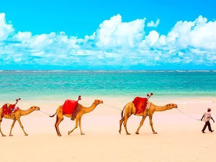 A group of dromedaries walking on the beach in Mombasa