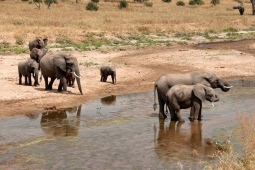 Elephants in Tarangire National Park