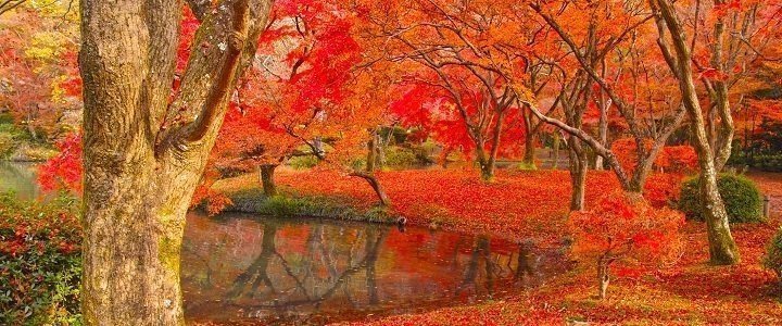 Koyo in Japan – autumn’s colourful phenomenon
