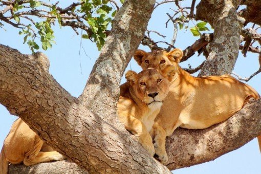 See tree-climbing lions in Lake Manyara National Park