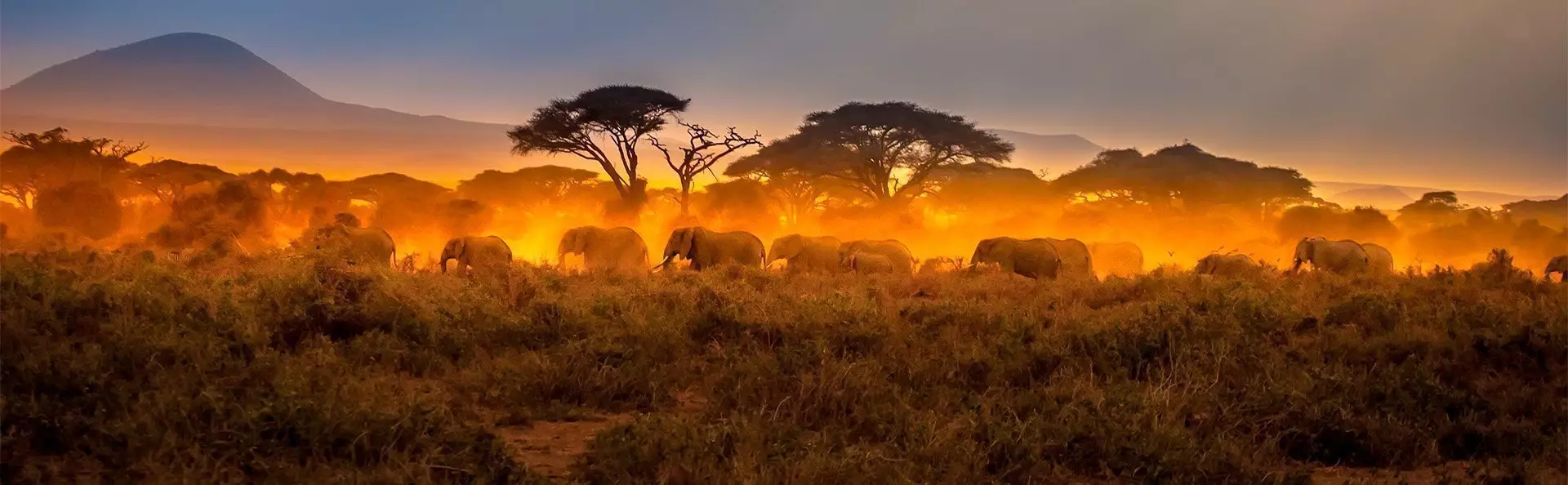 Herd of elephants walking at sunset in the Masai Mara