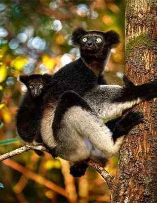 Indri lemur with baby on its back in Andasibe Mantadia National Park