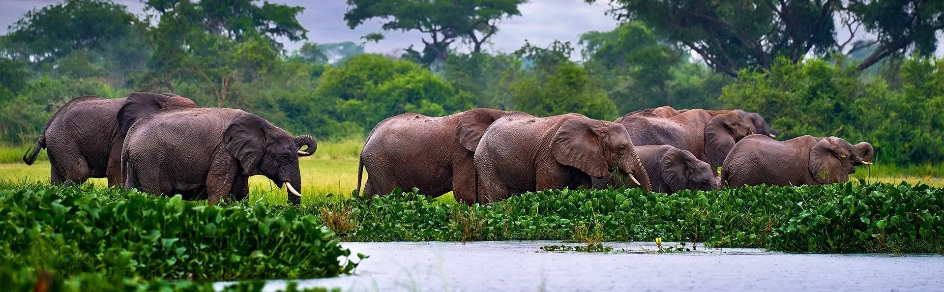 Elephants in Murchison Falls National Park, Uganda