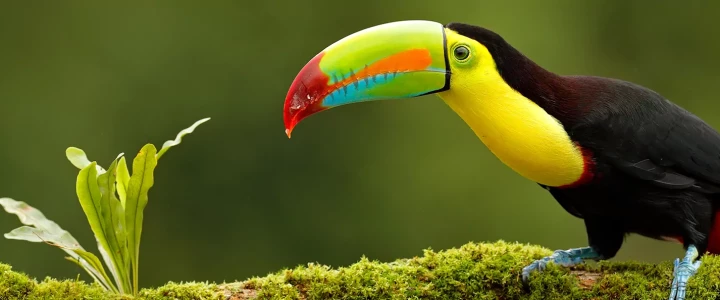 Costa Rica